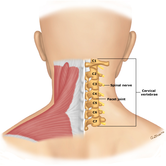 What is “Tech Neck” and How to Prevent It - Boyne Ergonomics